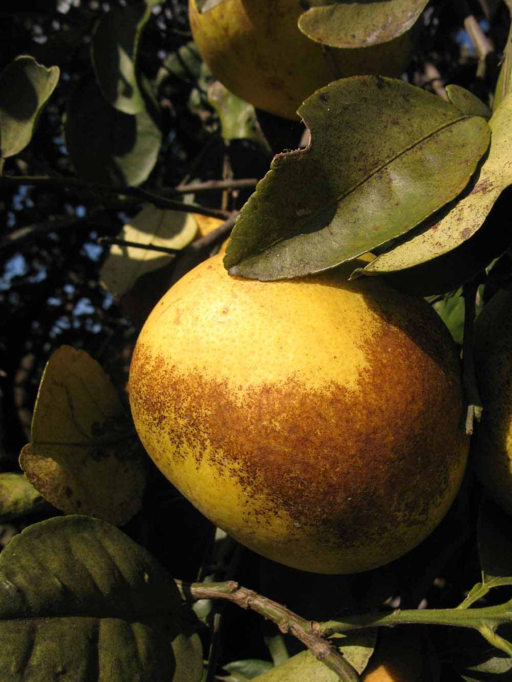              Fruit (Winter Haven, FL)       